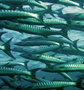 grey and silver school of fish underwater photography